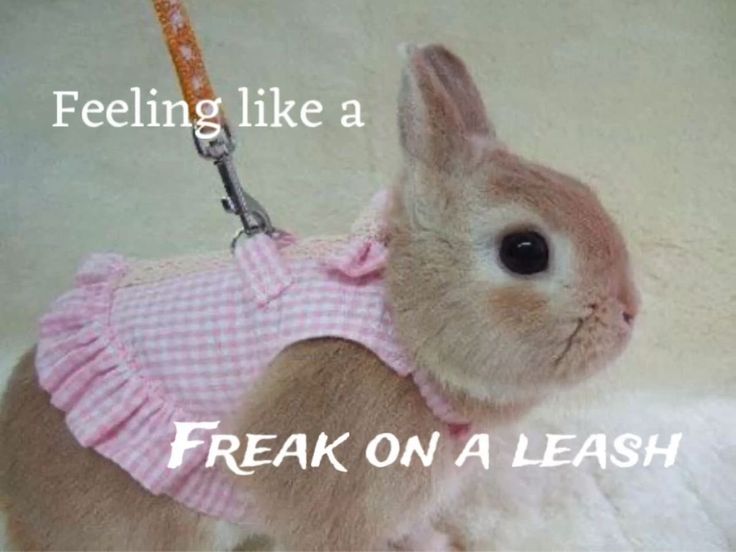 feeling like a freak on a leash followed by a picture of a cute bunny on a leash